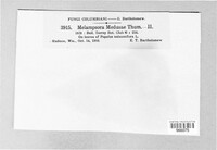 Melampsora medusae image